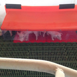 Nichoir pour porcelets individuels dessus orange