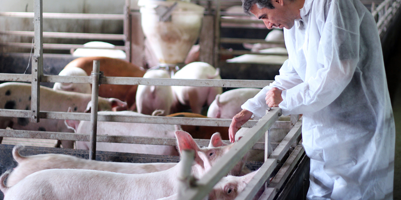 Santé et bien-être animal
